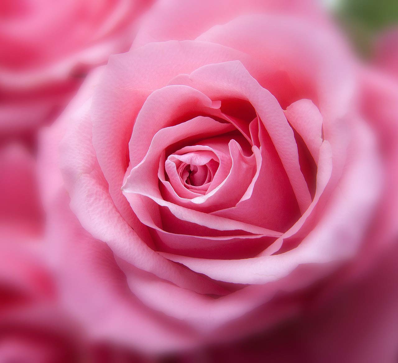 For Ever Rosie Seife